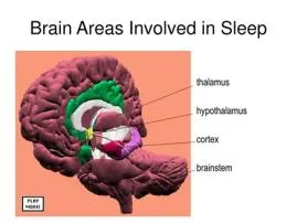 What part of the brain is responsible for sleeping and waking?