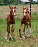Do horses have twins?