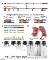 Do humans have dna for tails?