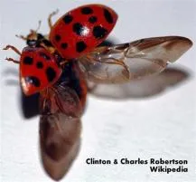 Do true bugs have elytra?