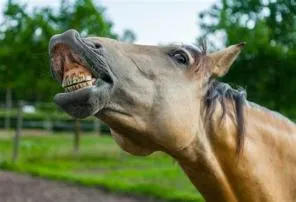 When a horse shows his teeth to you?