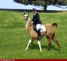 Can you ride a llama like a horse?