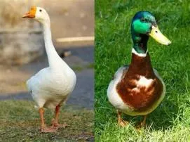 What was the point of duck duck goose?