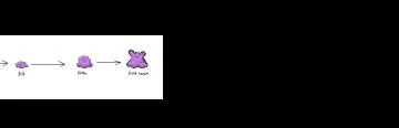 What does ditto evolve into?