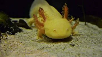 Which axolotl is rare?
