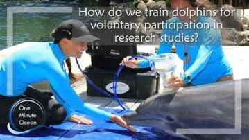 Is it ethical to train dolphins?
