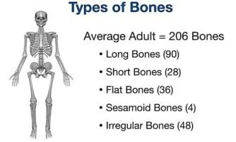 What age is 206 bones?