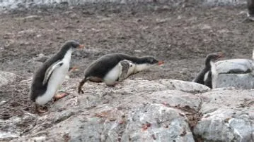 Do penguins take fall damage?