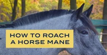 What kind of horse is roach?
