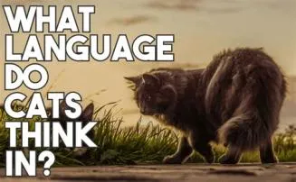 What language do cats think in?