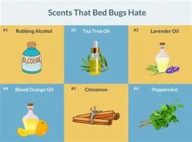 What bugs hate the most?