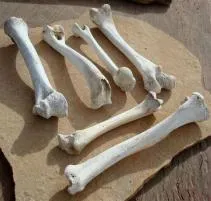 What animal is dry bones?