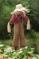 Are scarecrows effective?