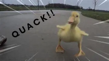 Are real the fastest duck?