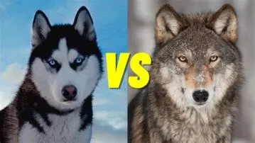 Is husky a wolf or not?