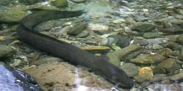 How are eels slaughtered?