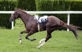 How fast is the fastest horse in km?