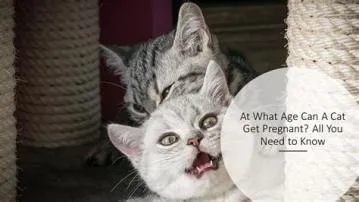 At what age can a cat get pregnant?