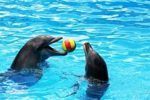 Why do dolphins like to play?