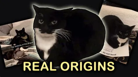 Is cat a real name