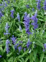 Is blue sage real?