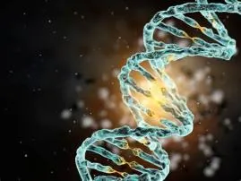 How much dna is in a human?