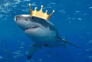 What is king sharks real name?