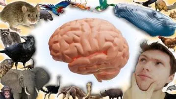 What animal brain is closest to humans?
