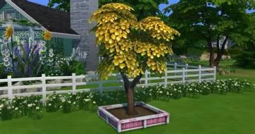 How do you get a money tree in sims 4?