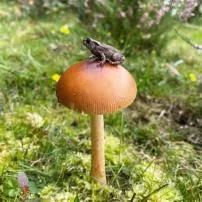 What kind of mushroom is toad?