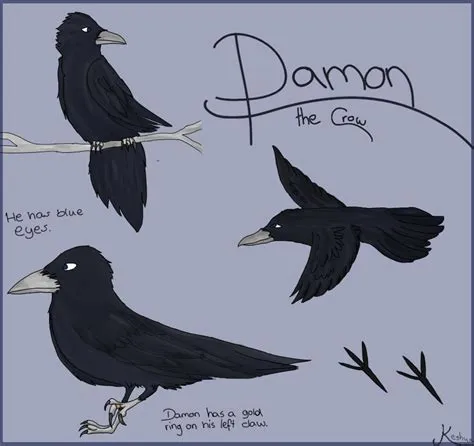 Is damon a crow or a raven