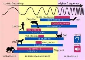 Can humans hear 25000 hz?