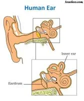 How much hz can a human hear?