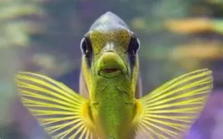Do fish have ears?